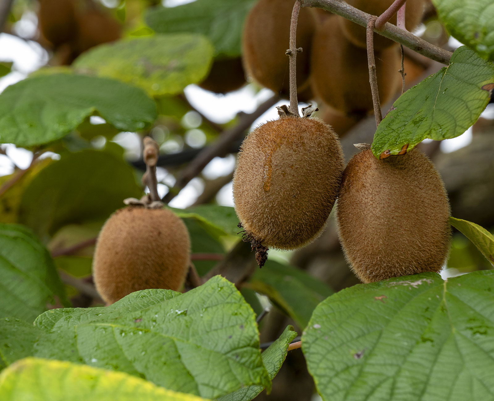 https://viki.agricolturaorganica.org/wp-content/uploads/2025/10/biofertilizzanti-kiwi.jpg