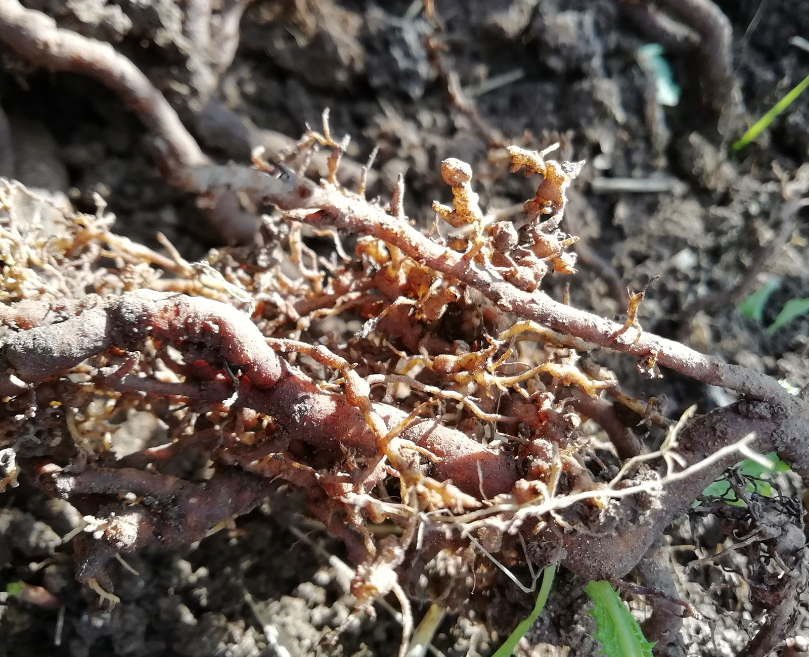 https://viki.agricolturaorganica.org/wp-content/uploads/2025/10/patologie-moria-kiwi-img-02.jpg