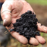 qualità del compost